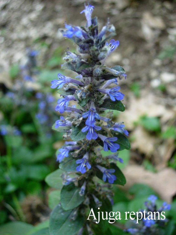 ajuga_reptans.jpg