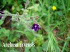 anchusa_small.jpg