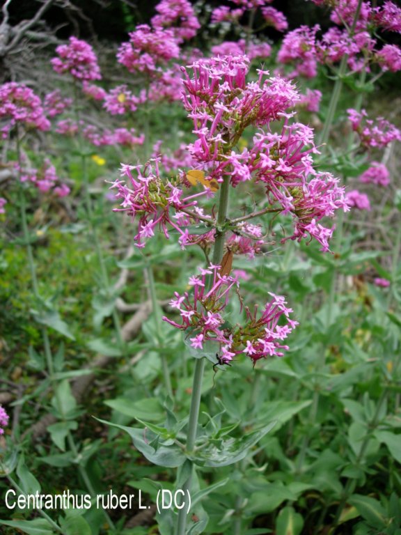 valeriana_rossa.jpg