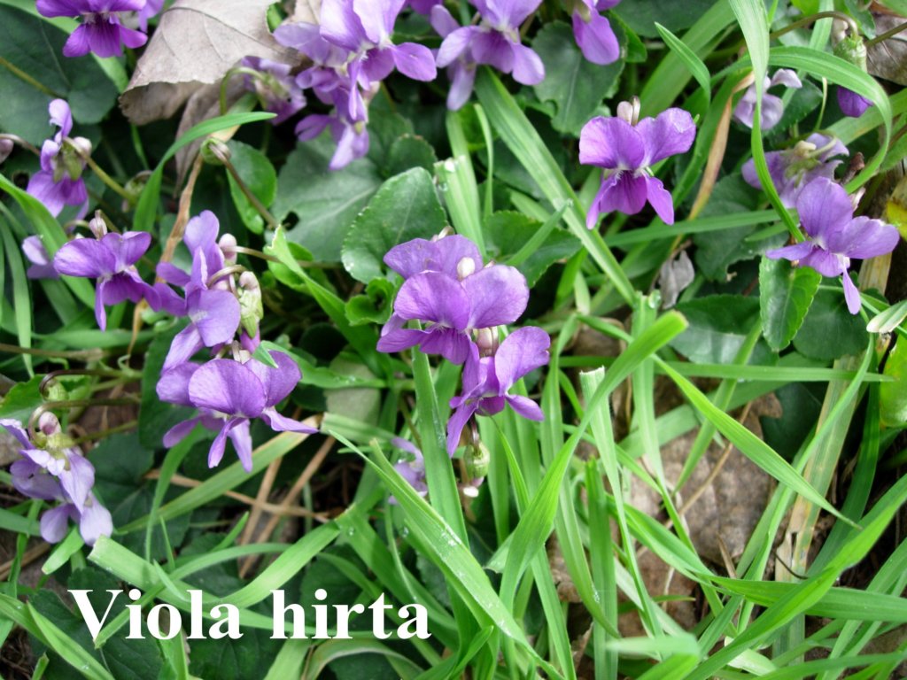 violetta.jpg