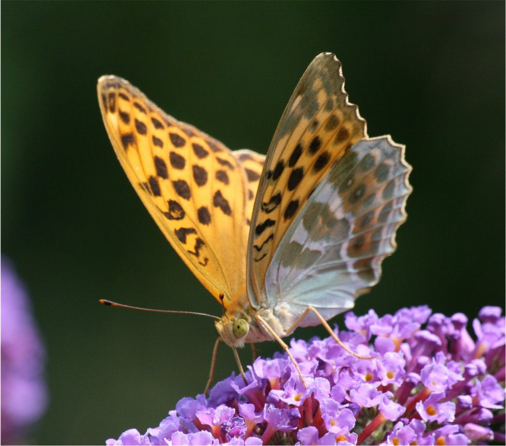 argynnis_paphia5.jpg