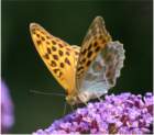 argynnis_paphia5_small.jpg