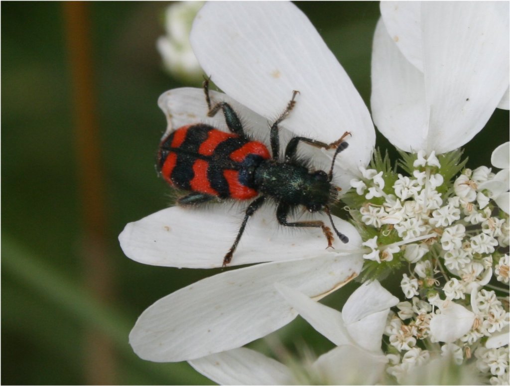 trichodes_apiarius_su_tordyliumapulum.jpg